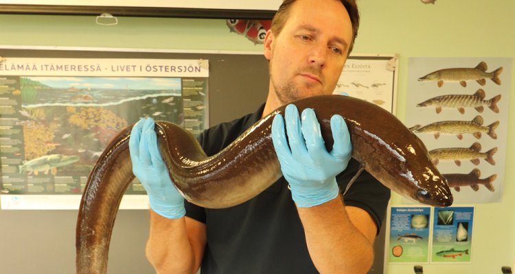 First Observation Ever Of A Spontaneously Matured Female European Eel Wur